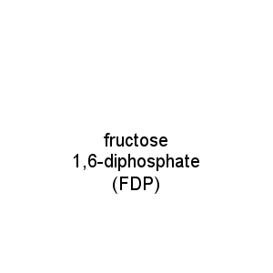 fructose 1,6-diphosphate (FDP)